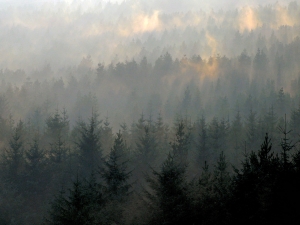 Mist Rising from Trees