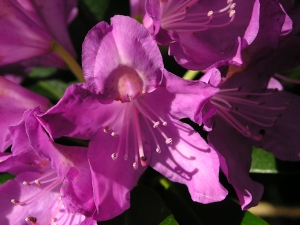 Rhododendrons