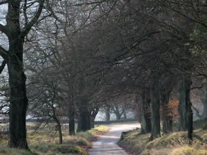 The Street, Goyt Valley