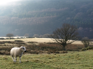 Misty View, Goyt Valley