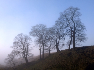 Goyt Valley Trees