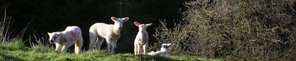 Goyt Valley Sheep